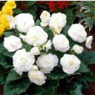 Begonia Seeds White Double Flowers with Blue Edge 100 PCS Seeds