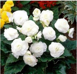 Begonia Seeds White Double Flowers with Blue Edge 100 PCS Seeds