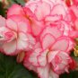 Begonia Seeds White Double Flowers with Blue Edge 100 PCS Seeds
