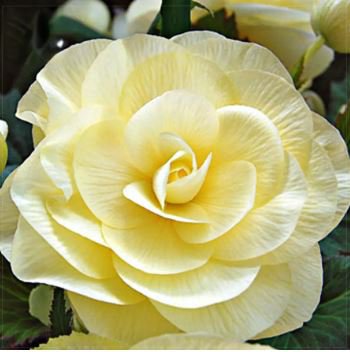 Begonia Semper Bonsai Flower 30 PCS Seeds