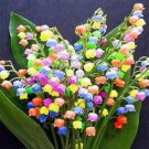 Bell Orchid Campanula Flowers Plants Convallaria 100 PCS Seeds