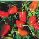 Bell Pepper 'Cajun Belle' Vegetable 20 PCS Seeds