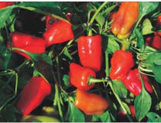 Bell Pepper 'Cajun Belle' Vegetable 20 PCS Seeds