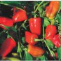 Bell Pepper 'Cajun Belle' Vegetable 20 PCS Seeds