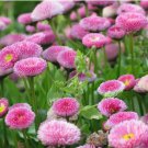 Bellis perennis Flowers Seeds Green Pink White Yellow Dark Red Daisy Flowers 150 PCS Seeds Bellis perennis Flowers Seeds Green Pink White Yellow Dark Red Daisy Flowers 150 PCS Seeds