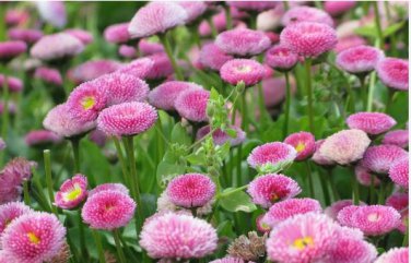 Bellis perennis Flowers Seeds Green Pink White Yellow Dark Red Daisy Flowers 150 PCS Seeds