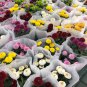 Bellis perennis Flowers Seeds Green Pink White Yellow Dark Red Daisy Flowers 150 PCS Seeds