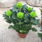 Bellis perennis Flowers Seeds Green Pink White Yellow Dark Red Daisy Flowers 150 PCS Seeds