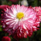 Bellis Perennis White Red Daisy Annual Flowers 50 PCS Seeds