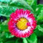 Bellis Perennis White Red Daisy Annual Flowers 50 PCS Seeds