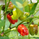 Bell Pepper 'Cajun Belle' Vegetable 20 PCS Seeds