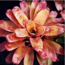 Best-Selling Rare Colorful Flower Cactus Bromeliad Succulent Bonsai 100 PCS Seeds Best-Selling Rare Colorful Flower Cactus Bromeliad Succulent Bonsai 100 PCS Seeds