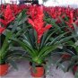 Best-Selling Rare Colorful Flower Cactus Bromeliad Succulent Bonsai 100 PCS Seeds