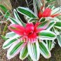 Best-Selling Rare Colorful Flower Cactus Bromeliad Succulent Bonsai 100 PCS Seeds