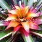 Best-Selling Rare Colorful Flower Cactus Bromeliad Succulent Bonsai 100 PCS Seeds