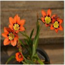 Best-Selling!Balcony Potted Flowers Red Sparaxis Tricolor Rose Flowering 50 PCS Seeds Best-Selling!Balcony Potted Flowers Red Sparaxis Tricolor Rose Flowering 50 PCS Seeds