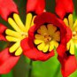 Best-Selling!Balcony Potted Flowers Red Sparaxis Tricolor Rose Flowering 50 PCS Seeds
