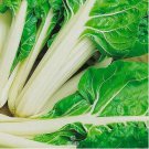Beta Vulgaris Beets Green Chinese Vegetable 5 PCS Seeds Beta Vulgaris Beets Green Chinese Vegetable 5 PCS Seeds
