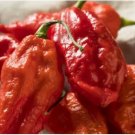 Bhut Jolokia Indian Ghost Pepper Scoville Over 15 PCS Seeds Bhut Jolokia Indian Ghost Pepper Scoville Over 15 PCS Seeds