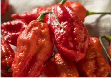 Bhut Jolokia Indian Ghost Pepper Scoville Over 15 PCS Seeds