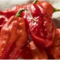 Bhut Jolokia Indian Ghost Pepper Scoville Over 15 PCS Seeds