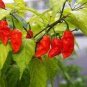 Bhut Jolokia Indian Ghost Pepper Scoville Over 15 PCS Seeds