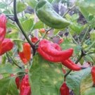 Bhut jolokia Indian Dark Red Naga Jolokia Pepper 10 PCS Seeds Bhut jolokia Indian Dark Red Naga Jolokia Pepper 10 PCS Seeds