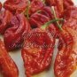 Bhut jolokia Indian Dark Red Naga Jolokia Pepper 10 PCS Seeds