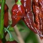 Bhut jolokia Indian Dark Red Naga Jolokia Pepper 10 PCS Seeds