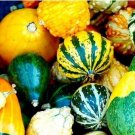 Bi-colored Ornamental Pumpkin with Five Pairs Edges Cucurbita 8 PCS Seeds Bi-colored Ornamental Pumpkin with Five Pairs Edges Cucurbita 8 PCS Seeds