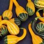Bi-colored Ornamental Pumpkin with Five Pairs Edges Cucurbita 8 PCS Seeds