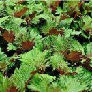 Bi-coloured Salad Perilla Shiso 100 PCS Seeds