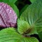 Bi-coloured Salad Perilla Shiso 100 PCS Seeds