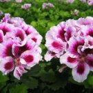 Bi-Colored Red White Univalve Geranium 20 PCS Seeds