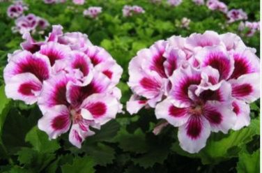 Bi-Colored Red White Univalve Geranium 20 PCS Seeds