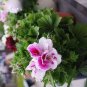 Bi-Colored Red White Univalve Geranium 20 PCS Seeds