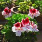 Bi-Colored Red White Univalve Geranium 20 PCS Seeds