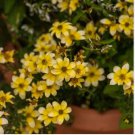 Bidens Ferulifolia Golden Eye Flower Garden Home Bonsai Home Garden 50 PCS Seeds