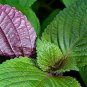 Bi-Coloured Salad Perilla Shiso 100 PCS Seeds