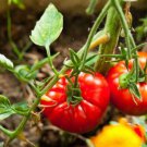 Big Beef Tomat 100 PCS Seeds Big Beef Tomat 100 PCS Seeds