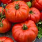 Big Beef Tomat 100 PCS Seeds