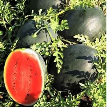 Big Black Skin Red Seedless Watermelon Organic 20 PCS Seeds