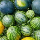 Big Black Yellow Skin Red Inside Watermelon 10 PCS Seeds