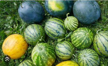 Big Black Yellow Skin Red Inside Watermelon 10 PCS Seeds