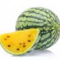 Big Black Yellow Skin Red Inside Watermelon 10 PCS Seeds