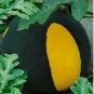 Big Black Yellow Skin Red Inside Watermelon 10 PCS Seeds