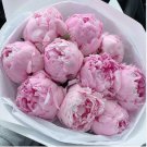 Big Blooming 'Bai Jiao' Pink Tree Peony Flower 5 PCS Seeds Big Blooming 'Bai Jiao' Pink Tree Peony Flower 5 PCS Seeds