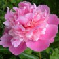 Big Blooming 'Bai Jiao' Pink Tree Peony Flower 5 PCS Seeds