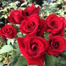 Big Blooming Fresh Red Rose Tree for Landscape 50 PCS Seeds