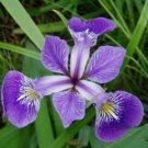 Big Blooming Marginal Bog Water Plant Purple Iris 20 PCS Seeds Big Blooming Marginal Bog Water Plant Purple Iris 20 PCS Seeds